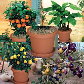 Photo of Indoor Fruit Tree Assortment Kit