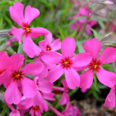 Photo of Red Wing Creeping Phlox Plant