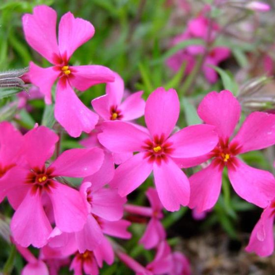 Photo of Red Wing Creeping Phlox Plant