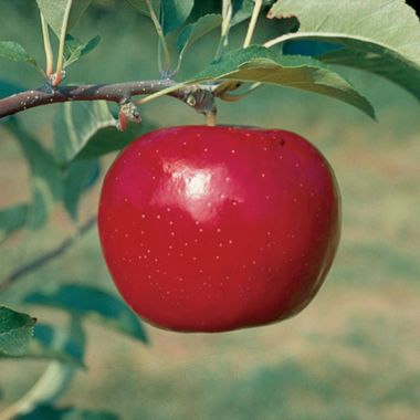 Photo of Red Rome Beauty Apple Tree