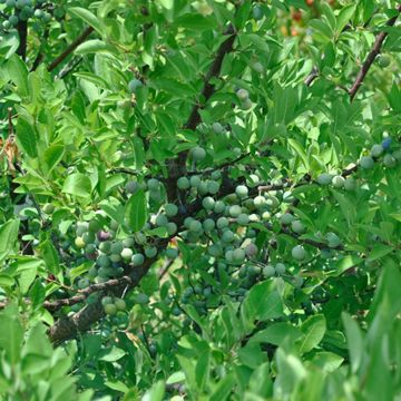 Photo of Stark® Beach Plum Tree