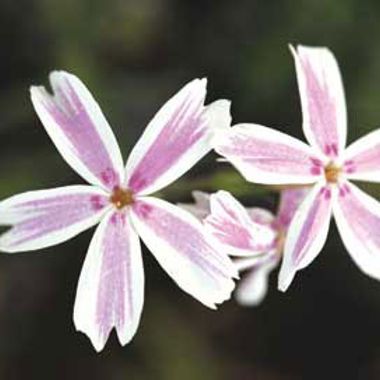 Photo of Candy Stripes Creeping Phlox Plant