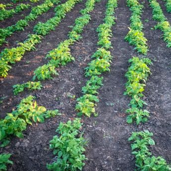 Vegetable Plants