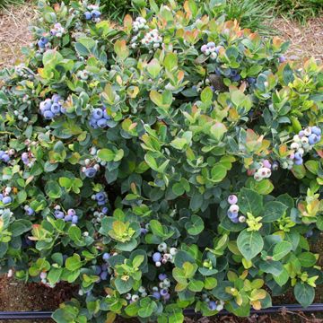 Photo of Bushel and Berry® Peach Sorbet® Blueberry Plant