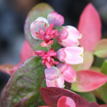 Photo of Bushel and Berry® Peach Sorbet® Blueberry Plant