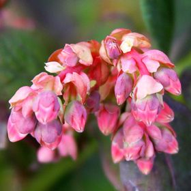 Photo of Bushel and Berry® Peach Sorbet® Blueberry Plant