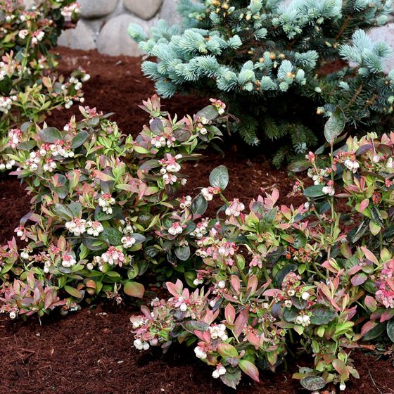 Photo of Bushel and Berry® Peach Sorbet® Blueberry Plant