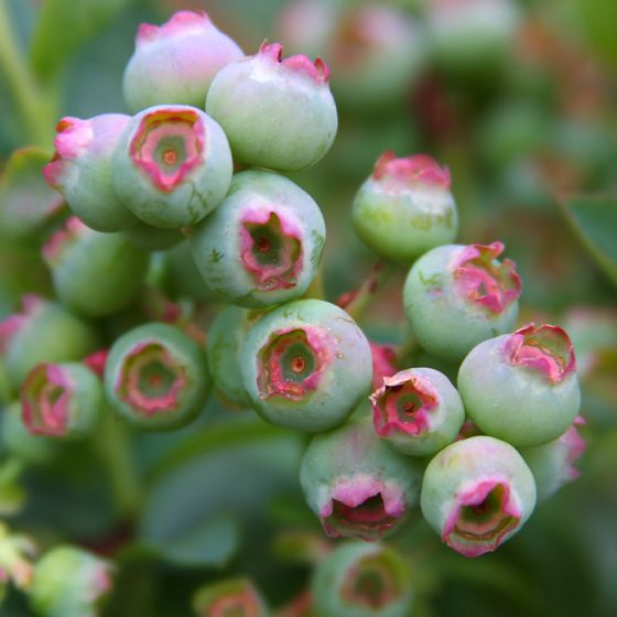 Photo of Bushel and Berry® Peach Sorbet® Blueberry Plant