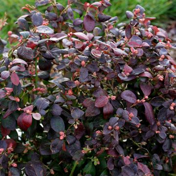 Photo of Bushel and Berry® Peach Sorbet® Blueberry Plant