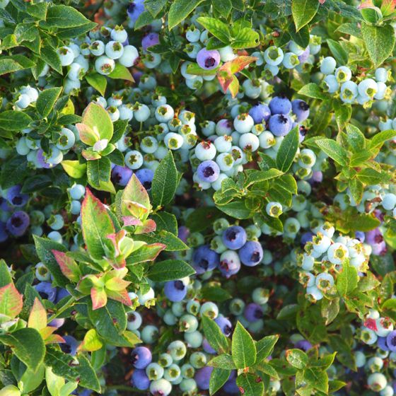 Photo of Bushel and Berry® Jelly Bean® Blueberry Plant