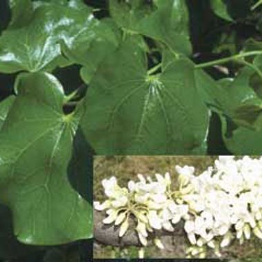 Photo of Texas White Redbud Tree