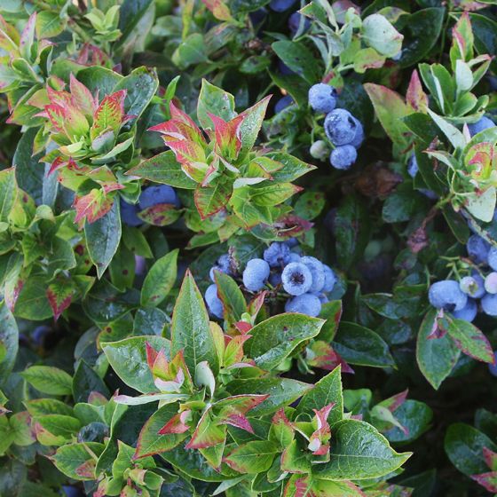 Photo of Bushel and Berry® Jelly Bean® Blueberry Plant