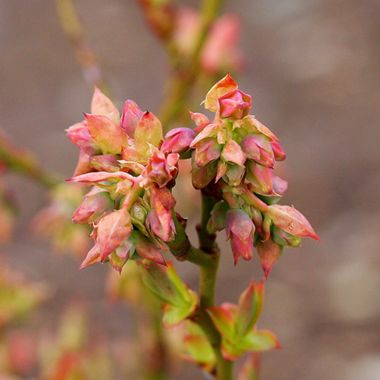 Photo of Bushel and Berry® Jelly Bean® Blueberry Plant