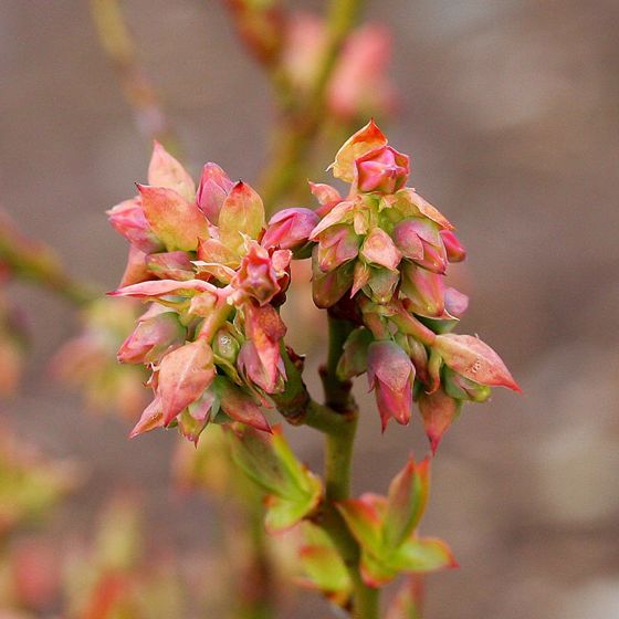 Photo of Bushel and Berry® Jelly Bean® Blueberry Plant