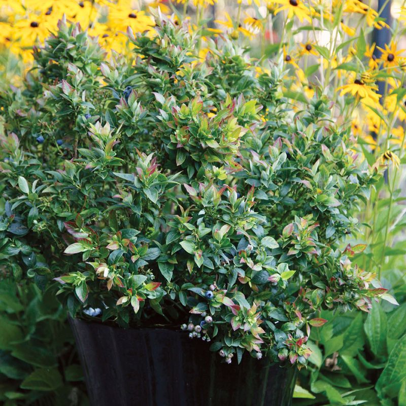 Bushel and Berry™ Jelly Bean™ Blueberry Plants Stark Bro's