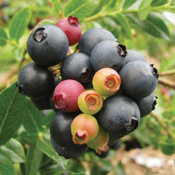 Photo of Bushel and Berry® BerryBux™ Blueberry Plant
