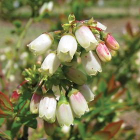 Photo of Bushel and Berry® BerryBux™ Blueberry Plant