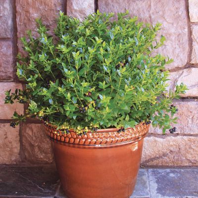 Photo of Bushel and Berry® BerryBux™ Blueberry Plant