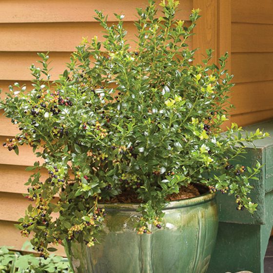 Photo of Bushel and Berry® BerryBux™ Blueberry Plant