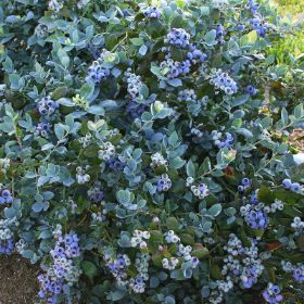 Photo of Bushel and Berry® Pink Icing® Blueberry Plant