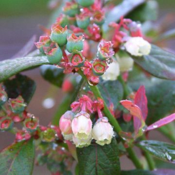 Photo of Bushel and Berry® Pink Icing® Blueberry Plant