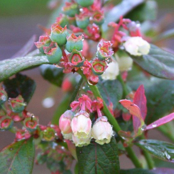 Photo of Bushel and Berry® Pink Icing® Blueberry Plant