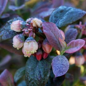 Photo of Bushel and Berry® Pink Icing® Blueberry Plant