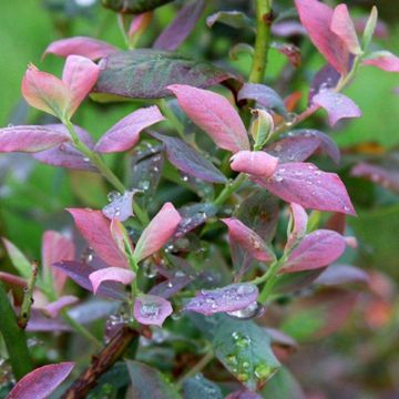 Photo of Bushel and Berry® Pink Icing® Blueberry Plant