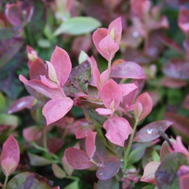 Photo of Bushel and Berry® Pink Icing® Blueberry Plant