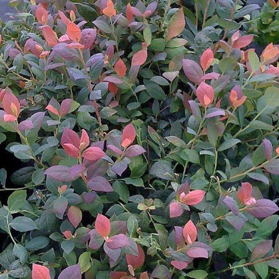 Photo of Bushel and Berry® Pink Icing® Blueberry Plant