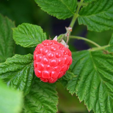 Photo of Bushel and Berry® Raspberry Shortcake® Plant