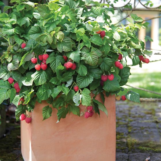 Photo of Bushel and Berry® Raspberry Shortcake® Plant