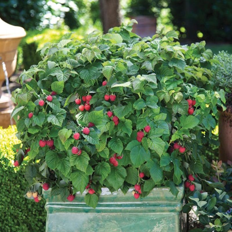 Image of Raspberry plant