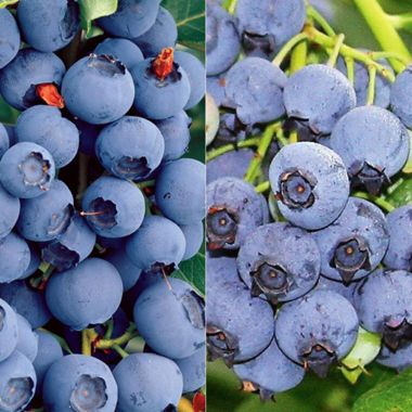 Photo of Northern Highbush Blueberry Plant Collection