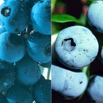 Photo of Southern Highbush Blueberry Plant Collection