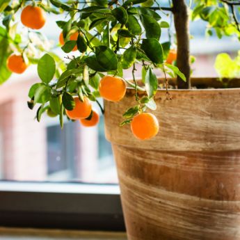 A potted citrus plant