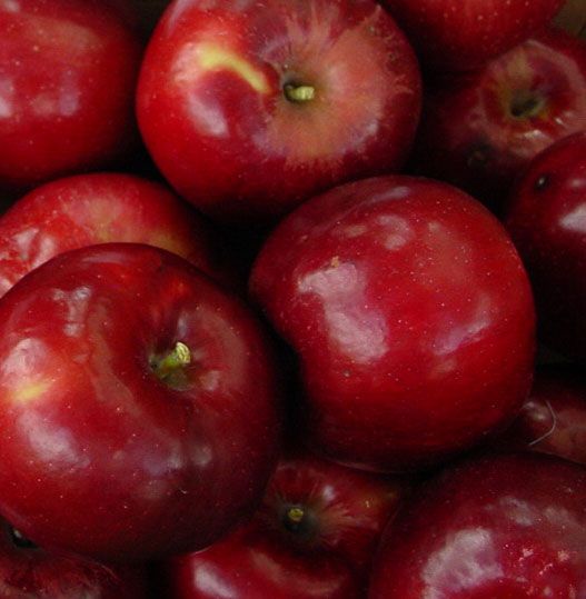Stark® Jon-A-Red® Jonathan Apple Tree - Stark Bro's