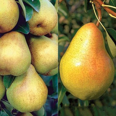 Photo of Double Play Pear Tree Collection