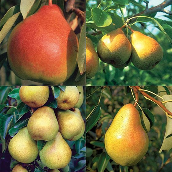 Photo of Pear Tree Collection
