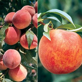 Photo of Burbank's Choice Peach Tree Collection