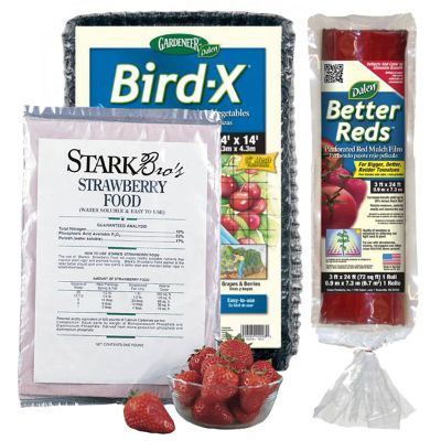 Photo of Strawberry Plant Success Kit