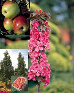 Photo of Mini-Orchard Assortment