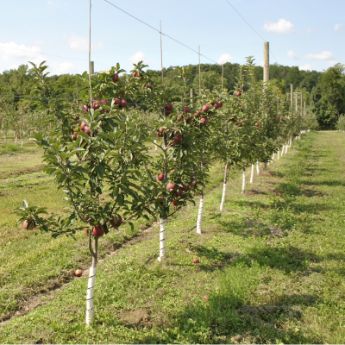 An apple orchard