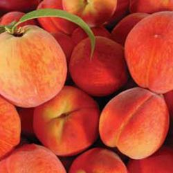 Photo of Garnet Beauty Peach Tree