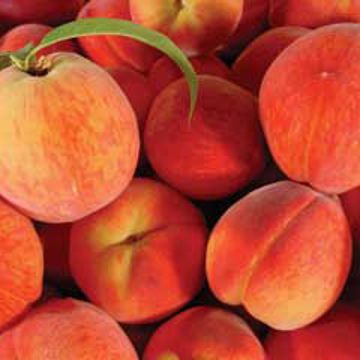 Photo of Garnet Beauty Peach Tree