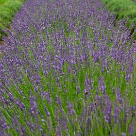Photo of Phenomenal® Lavender