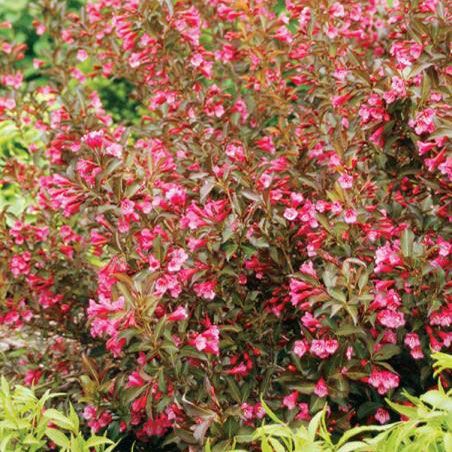 Photo of Wine & Roses® Weigela