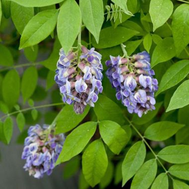 Photo of Amethyst Falls Wisteria