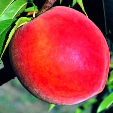 Photo of Stark® Elberta Queen™ Peach Tree
