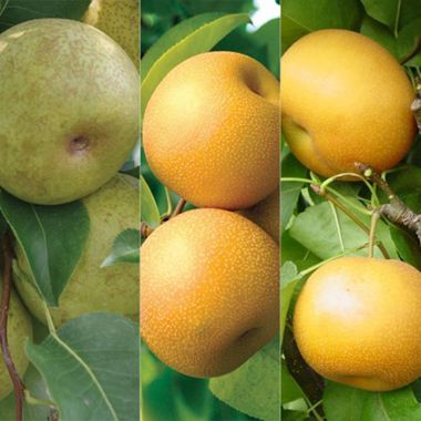 Photo of Triple Play Asian Pear Tree Collection